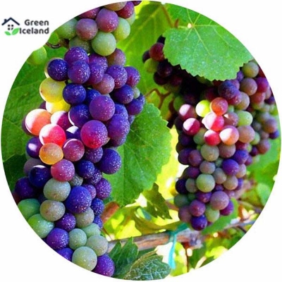 Picture of 10 Piece Seeds Global imported different color grape seed-10 pc seeds