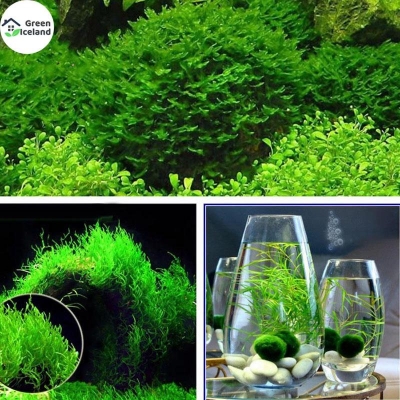 Picture of Bio Aquarium Moss Bonsai Grass Seed -100 Piece Seeds