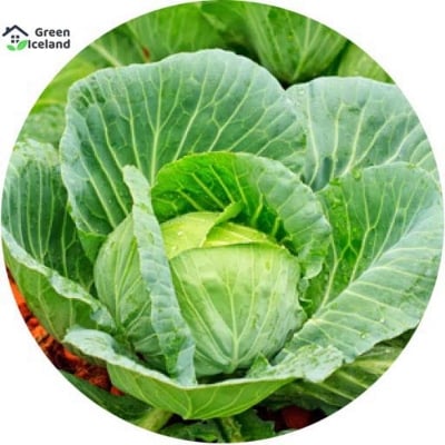 Picture of 10 Piece Natural Cabbage Seeds