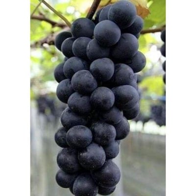Picture of Grape seeds for trees-10 pc seeds on the porch