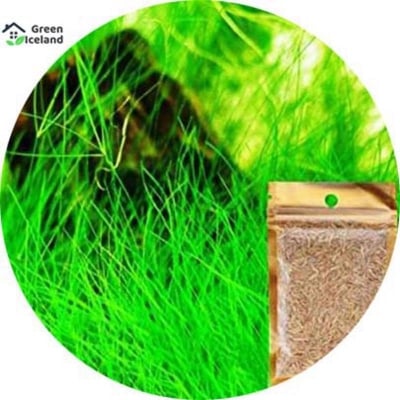 Picture of All season aquarium green grass seed-seed-20 piece seeds