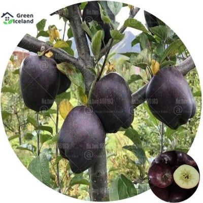 Picture of 20 pieces of black diamond apple seeds