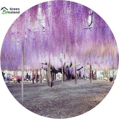 Picture of All season climbing purple Weistia flower seed-30 pc seeds