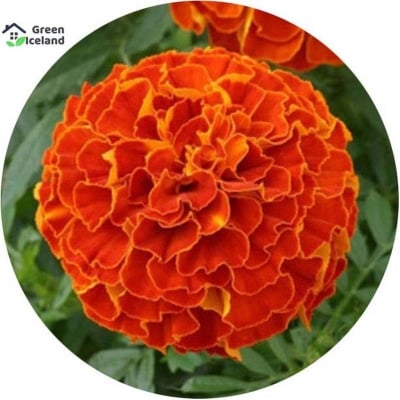 Picture of Bio Mergold Flower Bonsai Seeds (Pail Flower Seeds - 20 Piece Seeds