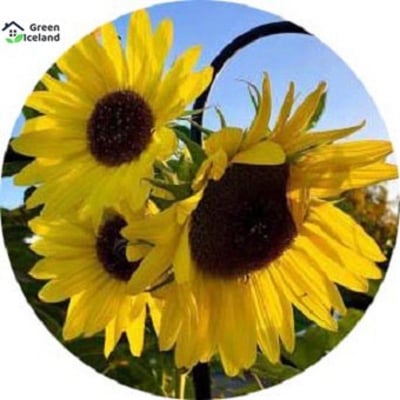 Picture of Sunflower bonsai seeds (sunflower flower seeds) - 20 pcs seeds