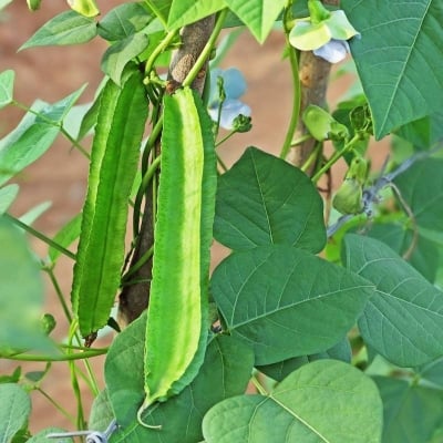 Picture of Hybrid bin seed of all seasons -10 pc seeds
