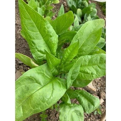 Picture of Seed