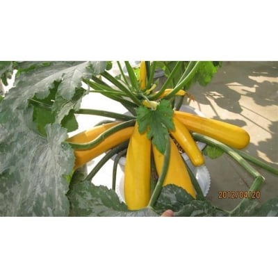 Picture of 5 pc gold squash bonsai Vegetable Bonsai-5 Peace Seeds