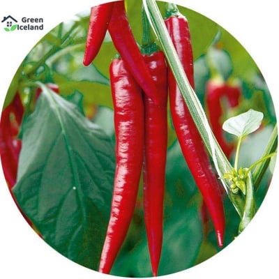 Picture of 20 pieces of red spicy pepper