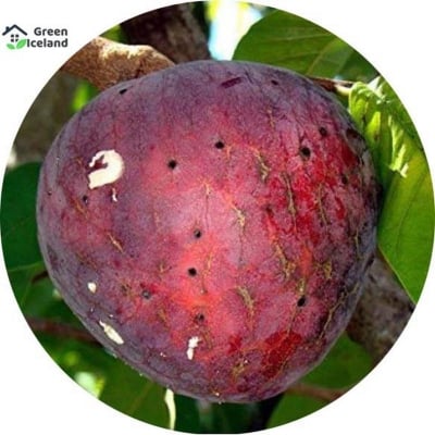 Picture of Sugar Free Custard Apple Seeds (Ata Fruit Seeds) - 20 Piece Seeds
