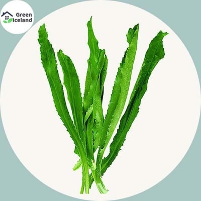 Picture of The bill is coriander seed-50 pc seeds