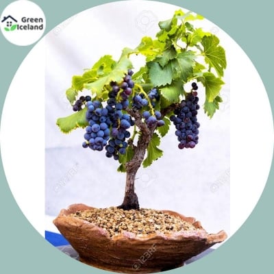Picture of Kashmiri Grape Seeds- 20 pcs