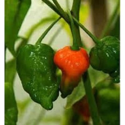 Picture of Green Chilli Seed Bangladeshi (Chilli Seed) - 20 Piece