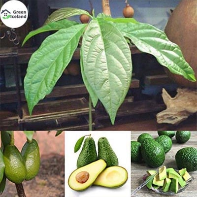 Picture of Delicious avocado seed-2 pice seeds