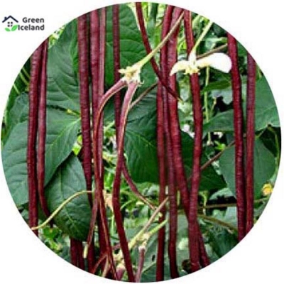 Picture of Seeds of tall bean (red barbati seeds) - 50 pistas seeds (global seeds)