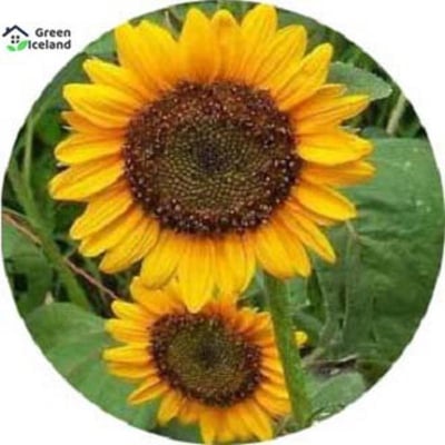 Picture of Sunflower Bonsai Seeds of all seasons (Srip-Flower Seeds) -10 Piece Seeds