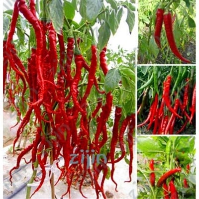 Picture of Thai Sun Hot Chil Capsicum Annum Ornamental Beautiful Bonsai Mini Hot-50pcs Seeds