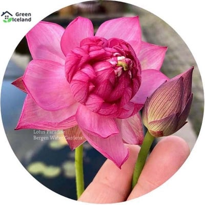 Picture of Rainbow Lotus Seeds (Padmaful Seeds) of All Season - 5 Piece Seeds