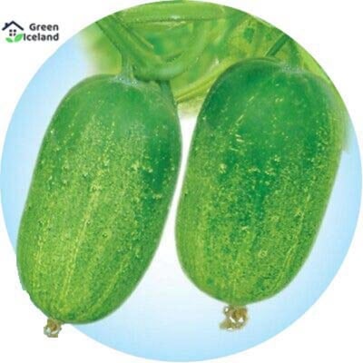 Picture of 20 pc hybrid f1 kherai seeds