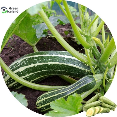 Picture of Zucchina Squash Seed -10 Piece Seed (Global Seed)