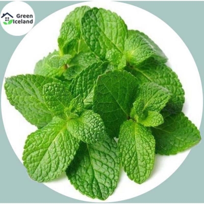 Picture of 100 Peace Global Mint/Pudina Seeds