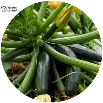 Picture of All season Juchini Squash Seeds (Squasash Seeds) - 5 Piece Seeds
