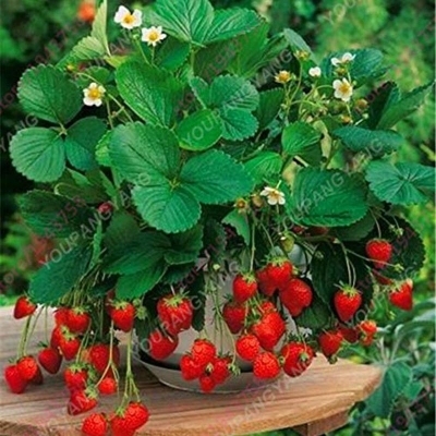 Picture of 20 pice red strawberry strawberries seed fruits-20pcs seeds for four seasons