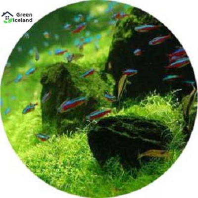 Picture of 20 pieces of natural aquarium green grass seeds