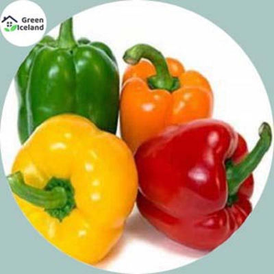 Picture of 10 Piece Seeds of different color capsicums of all seasons