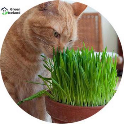 Picture of Global cat grass leaf tree bonsai seed-2000 pistas seeds