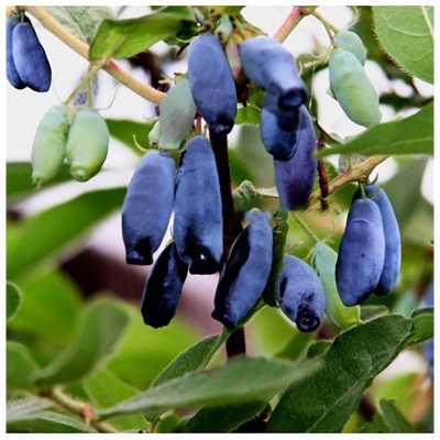 Picture of Lawnisara Kerulia Fruit Seeds Home Garden plants Haniberi Blueberry Seeds-50pcs