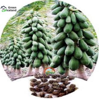 Picture of Thai 10 Piece Papa Seeds (Papaya Seeds) -10 Piece Seed