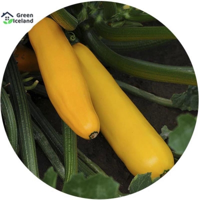 Picture of Global Gold Squash Seed-5 Piece Seeds