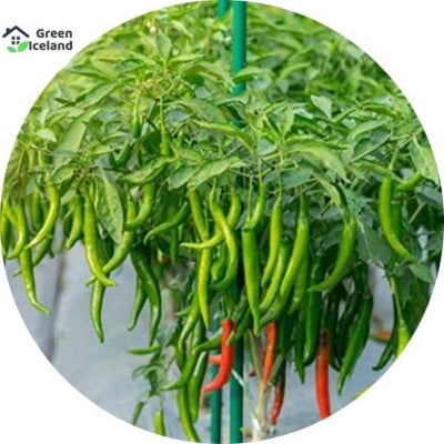 Picture of 10 pieces of natural green pepper seeds