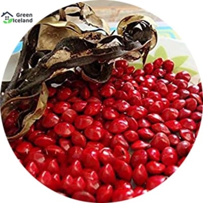 Picture of Blood Chandan Trees (Blood Chandly Seed) - 5 Piece Seed