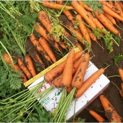 Picture of Chihiro Six inch carrot bonsai organic vegetable bonsai's 200 pc grams-200 pc seeds