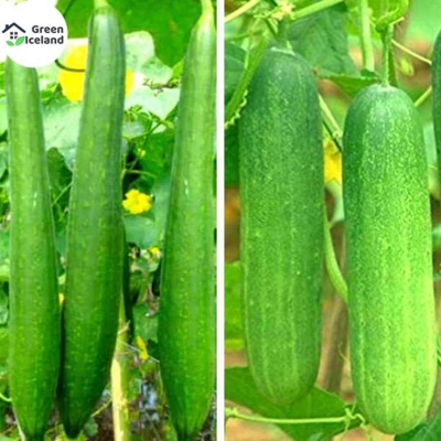 Picture of 30 Peace Global Cucumber Seeds (Sasha Seed)