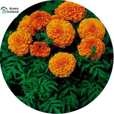Picture of 15 Piece Mergold Flower Bonsai Seeds of all season