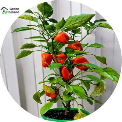 Picture of 10 Piece Red capsicum seeds of all season