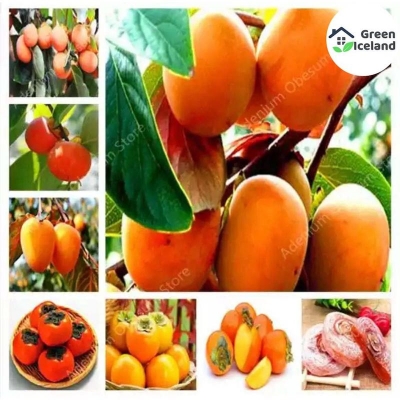 Picture of 10 pieces of orange fruit seed-seed-10 pcece seeds (imported global seeds)