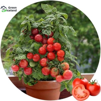 Picture of 30 Piece Red Tomato Bonsai Seeds
