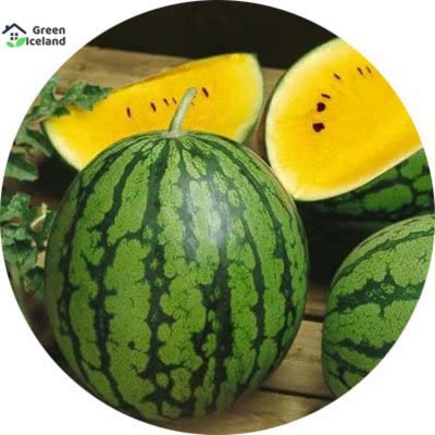 Picture of Global Sweet Yellow Watermelon Bonsai Seed -10 Piece Seeds