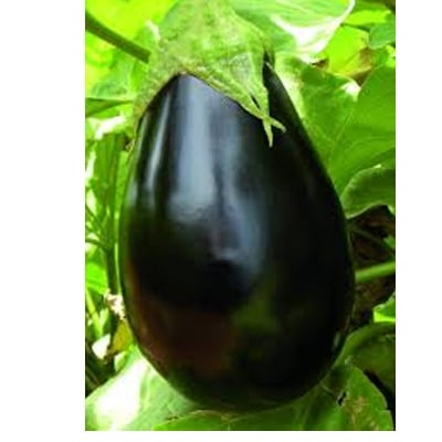 Picture of 10 Piece Black eggplant seeds of all season (black eggplant seed)