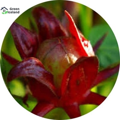 Picture of 5 Piece Organic Rossal Chinese Herb Plant seeds