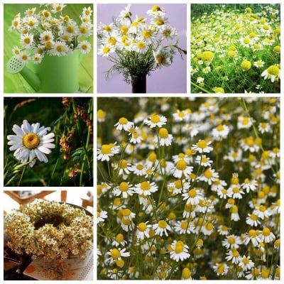 Picture of Foreign Chamomile Bonsai Seed Flower Tree Outdoor Indoor Blooming Plant-20pcs Seeds for Home Garden