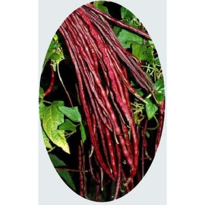 Picture of The seeds of red-tall bean-30 pce