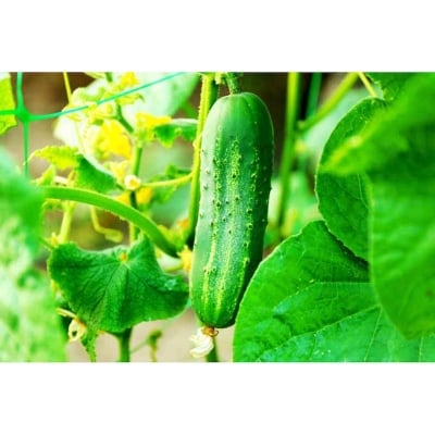 Picture of Cucumber seed -30 piss pice seeds