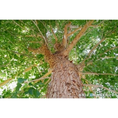 Picture of Sisoo tree seed-30 pice seeds