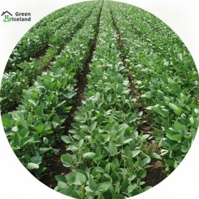 Picture of The seeds of soybean tree -30 pice seeds