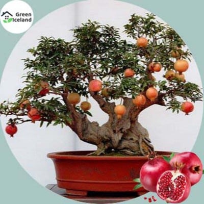 Picture of 10 Piece natural pomegranate bonsai seeds (pomegranate fruit seeds)- 10 pieces seeds